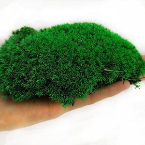 Mousse au perche vert naturel, 1 unité, vraie mousse, stable, pour décoration murale intérieure, Art Feng Shui - Product Image 1