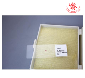 Histologisch vorbereitete Folien Biologische Tier histologie Uterus von Kaninchen Bildungs rutschen