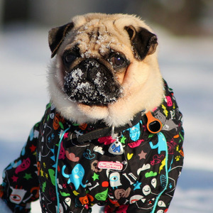 Fitcare PE805A Cảm Biến Không Dây Theo Dõi Hoạt Động Thông Minh Mắt Cá Chân <span class=keywords><strong>Pedometer</strong></span> - Product Image 4