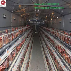 Automatic poultry cages system for egg laying chicken
