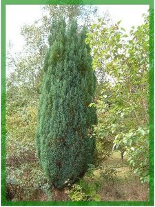 Huile essentielle de Chypre pure et naturelle de qualité suprême la plus vendue de fournisseur authentique - Product Image 2