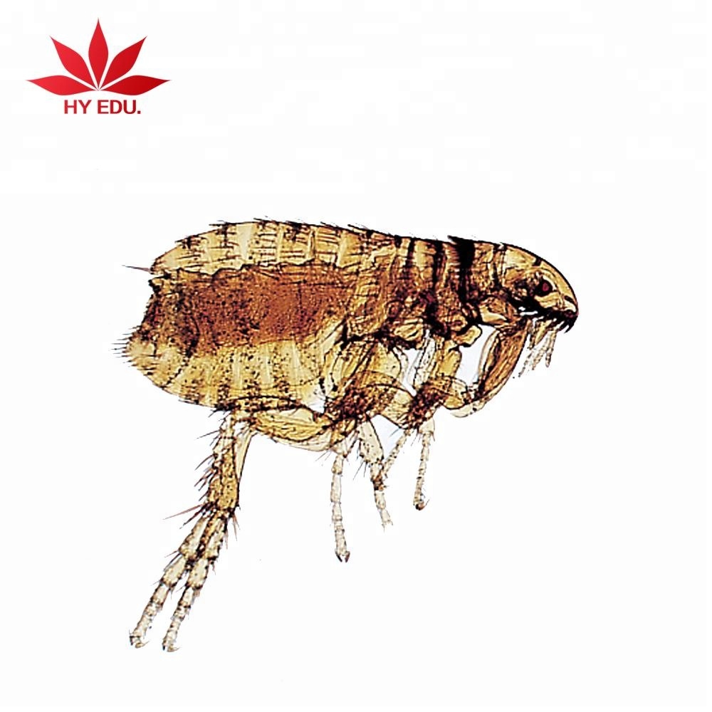 Прямая поставка с завода, насекомые, микроскоп, слайды, животные, стеклянные слайды