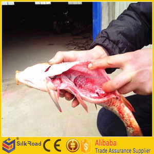 Profesional automático pescado a máquina - Product Image 6