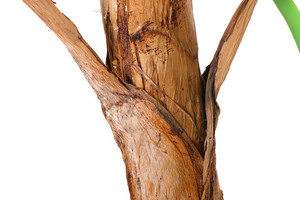 Paisaje de la Decoración de Árbol de Plátano Artificial Para El Instituto - Product Image 3