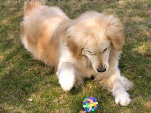 Plastic color rainbow dog chew toy with Bell cat dog toy - Product Image 6