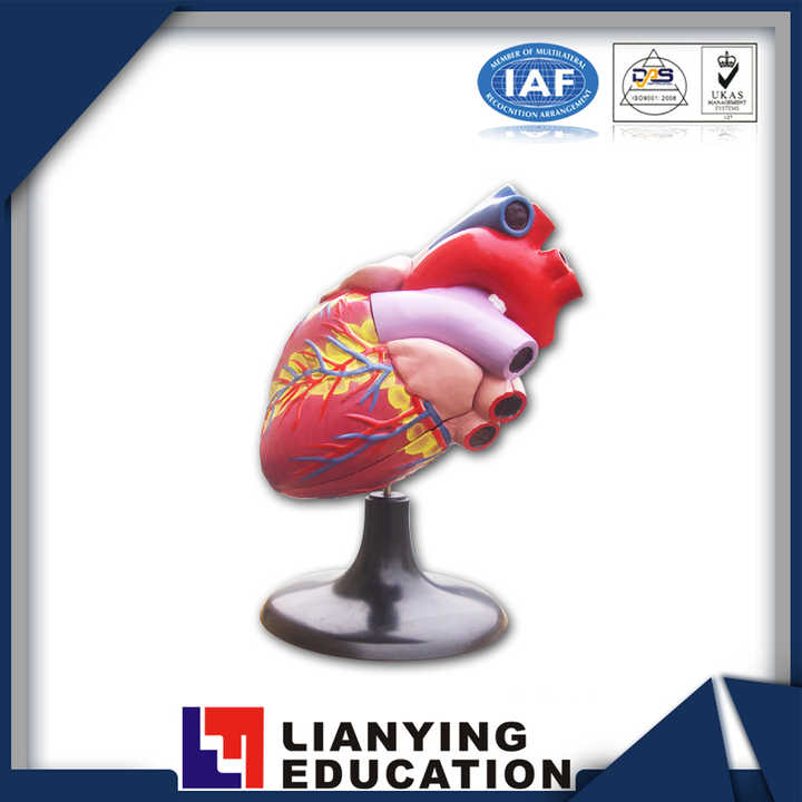 Educational Equipment Human Medical Anatomical Heart Model| Alibaba.com