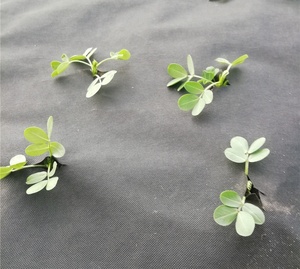 Tissu molletonné PP non tissé pour jardin, soins d'horticulisme, respirant, livraison gratuite, chine - Product Image 5