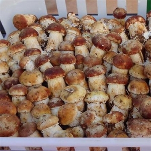 Detan Stropharia rugosoannurata precios de mercado para seta - Product Image 2