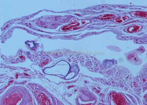 Von Menschen vorbereitete Histologie-Objektträger - Product Image 3