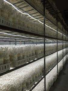 Detan Haixian Spawn/Journaux Champignon Graines - Product Image 5