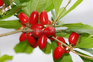 Haute Qualité GMP Miracle berry Extrait, Miracle fruits Extrait Poudre, <span class=keywords><strong>Synsepalum</strong></span> Dulcificum Extrait - Product Image 3