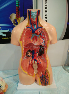 Apparecchiature di Laboratorio per Modelli di Anatomia Umana in Biologia - Product Image 3