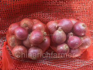 Frais jaune petit oignon fournisseur pour vente - Product Image 6