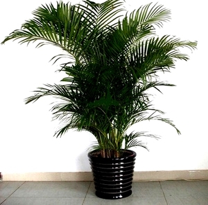 Pies de <span class=keywords><strong>Palma</strong></span> Árbol Falso Artificial Ficus Verde Piscina Planta Jardín de Interior Nuevo - Product Image 1