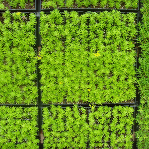 Vert jardin intérieur extérieur <span class=keywords><strong>en</strong></span> <span class=keywords><strong>plastique</strong></span> boîte <span class=keywords><strong>de</strong></span> module Jardinière carrée Plateau - Product Image 5
