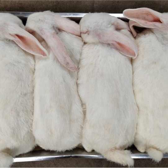Flash Frozen Whole Rabbits for Predators - Daren Fucheng