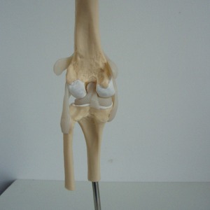 ชีวิตขนาดร้อนขายพีวีซีสุนัขเทียมเข่าร่วมรุ่น - Product Image 2