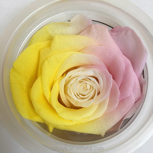 Hoa Hồng Vĩnh Cửu Nhiều Màu Hoa Hồng Bảo Quản Thật - Product Image 3