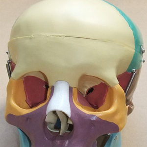Fort geschrittenes lebensgroßes Schädel modell Anatomisches Mehrzweck modell für die medizinische Wissenschaft mit farbigen Knochen für das Krankens ch wester training