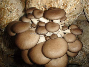 Macchina per la produzione di pleuroto commestibile/macchina per insaccare funghi di ostriche - Product Image 6