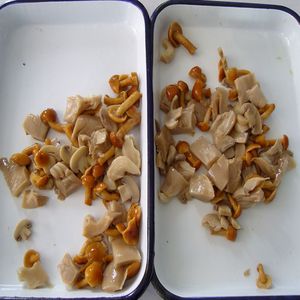 Mikado Nhãn Hiệu Trung Quốc đóng hộp các loại mix nấm trong nước trong nước muối - Product Image 4