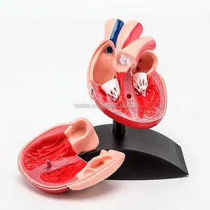 HM-BD-088 Hoge Kwaliteit Plastic Menselijk Hart Anatomie Model Hart Model Hart Anatomisch Model