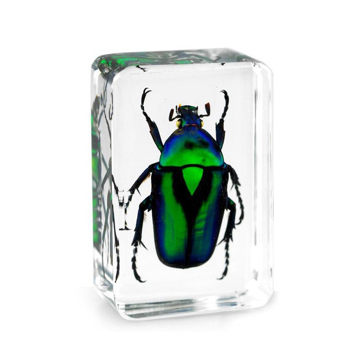 Benji Real Insect Resin Crafts Green Rose Chafer Beetle Insect Block Paperweight Factory
