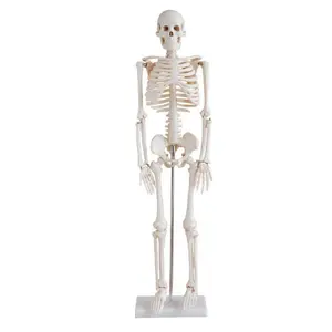 85cm skeleton model With nerve and intervertebral disc