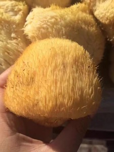 純粋な30% ベータDグルカンHericium Erinaceus多糖ライオンたてがみ乾燥キノコ粉末ライオンのたてがみエキス - Product Image 4