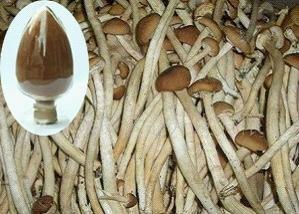nous fournissons haute qualité agrocybe <span class=keywords><strong>aegerita</strong></span> extrait - Product Image 2