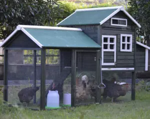 Poulailler à poulet en bois pour plein air, amélioration directe depuis l'usine