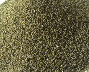 Millet vert de haute qualité, millet vert Bajra, millet vert Foxtail, prix - Product Image 5