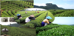 Té Verde Helado de Durazno Saludable y Refrescante <span class=keywords><strong>Original</strong></span> de China - Product Image 5