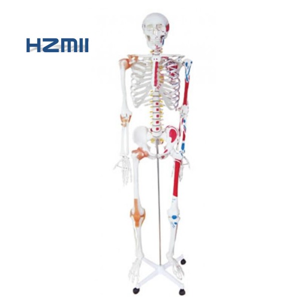 85Cm/170Cm/180Cm Human Anatomisch Skelet Model Met Ligament, gekleurde Menselijk Levensgrote Skelet Model, Plastic Skelet