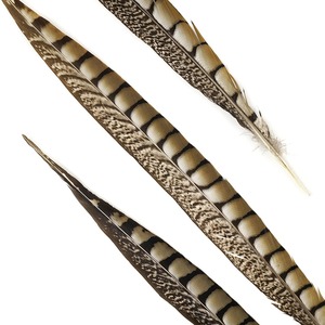 16 "-18" Barato Al Por Mayor Natural Señora Amherst pluma <span class=keywords><strong>de</strong></span> Faisán Cola <span class=keywords><strong>de</strong></span> Plumas Para La <span class=keywords><strong>Venta</strong></span> - Product Image 4