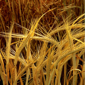 Alta calidad Kosher GMP Natural cebada brote polvo - Product Image 2