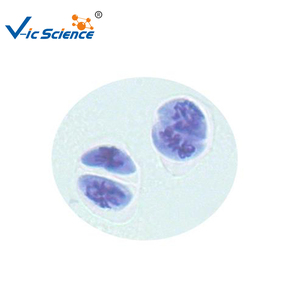 Juego de Portaobjetos Preparados para <span class=keywords><strong>Microscopio</strong></span>, Portaobjetos de Meiosis de <span class=keywords><strong>Cebolla</strong></span> Vegetal, para Botánica Escolar - Product Image 4