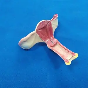 Пластмассовая анатомическая женская модель матки в натуральную величину