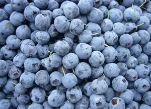 China ist spezial isiert auf den Export und Großhandel von frischen, gefrorenen iqf-Obst blaubeeren.