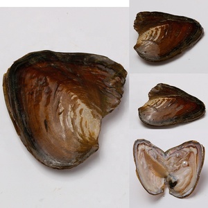 <span class=keywords><strong>Ostriche</strong></span> d'Acqua Dolce all'Ingrosso <span class=keywords><strong>con</strong></span> <span class=keywords><strong>Perla</strong></span> dei Desideri 6-8mm Perle Naturali Rotonde - Product Image 4