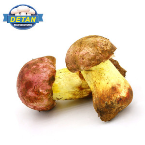 Detan salvaje <span class=keywords><strong>boletus</strong></span> compradores para setas - Product Image 1