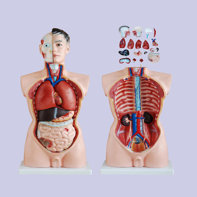 人体模型 男性 TORSO バスト スタチュー 　美品 人体模型 男性 TORSO バスト スタチュー 美品 人体模型 男性 TORSO