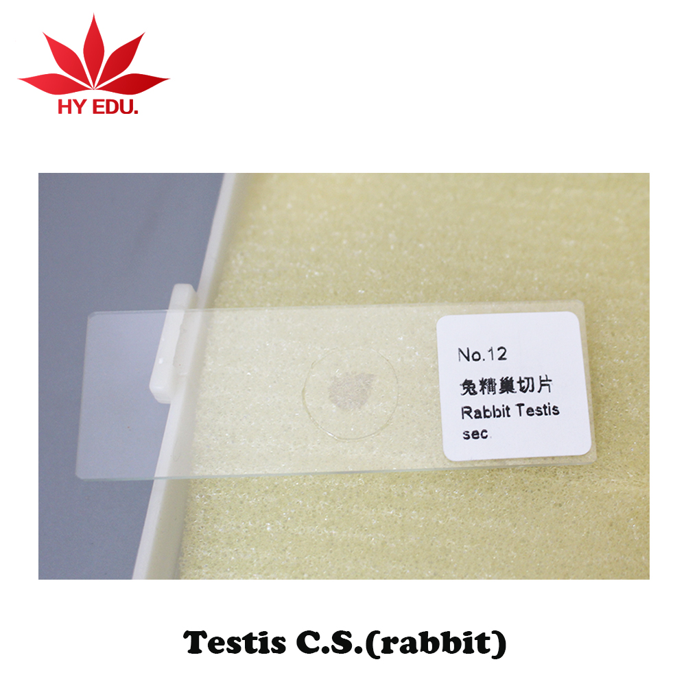 Индивидуальные лабораторные предметы, предметы для животных, приготовленные Кроликом, яички, сек., готовые к гистологии предметы для микроскопа
