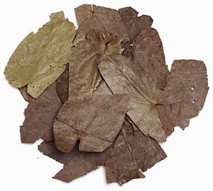 Natural Horny Goat <strong>Extract</strong> Epimedium <strong>Extract</strong> Icariin 98% <strong>Hplc</strong> <strong>Extract</strong> <strong>Powder</strong> - Product Image 4