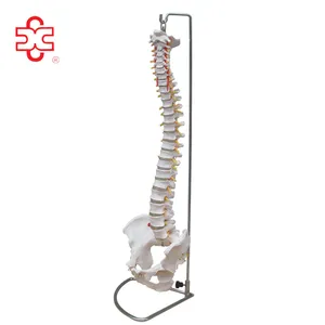 Mô hình Spine bằng nhựa với bình kích cỡ chậu