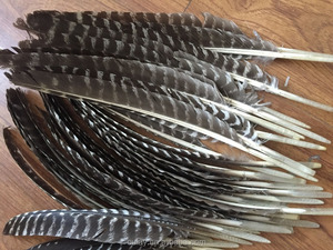 Plumes de dinde rayées colorées, produit de grande taille avec certificat de vétérinaire, 1 pièce
