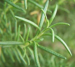 Teh dan Rempah-rempah Sehat Grosir Daun <span class=keywords><strong>Rosemary</strong></span> Hijau Murni Kering untuk Dijual - Product Image 6