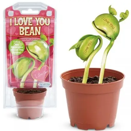 Neue Produkte Romantische Geschenke Magic Message Bean Werbe geschenk Wachsen Sie Nachricht an die Welt