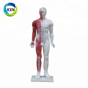 IN-501 26 46 55 60 CM Different Size <strong>Human</strong> Acupuncture Teaching Huam <strong>Muscle</strong> <strong>Model</strong> - Product Image 4