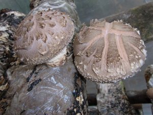 Lentinus edodes Beta Glucan; chiết xuất nấm Shiitake thông qua chứng chỉ Hoa Kỳ và EU orgonic; - Product Image 3